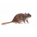 Common Rat, Rattus norvegicus, isolated on the white background