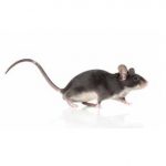Mouse with a long tail running on a white background. Macro shoot